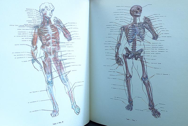 Предмет анатомия человека. Пластическая анатомия для художников Рабинович. - Рабинович м.ц. " пластическая анатомия человека, животных и птиц". Пластическая анатомия и изображение человека на ее основах. Рабинович пластическая анатомия и изображение человека.