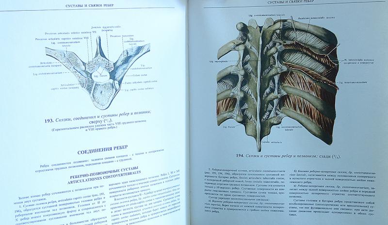 Анатомия синельникова 1 том. Синельников анатомия 1 том. Синельников атлас 1 том. Атлас анатомии человека Синельников. Атлас анатомии Синельников 1989 1 том.