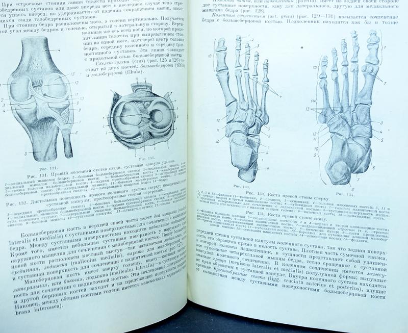 Анатомия пособие для вузов